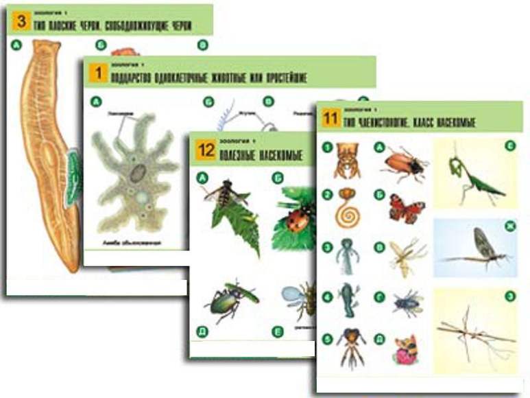 Комплект таблиц по биологии дем. "Зоология 1" (14 табл., формат А1, лам.)